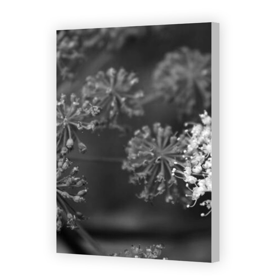 Thumbnail for Canvas - Coloured Canvas Wrap