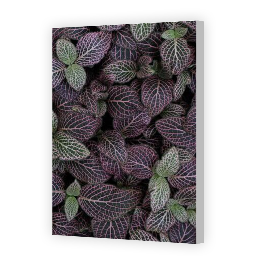 Thumbnail for Canvas - Coloured Canvas Wrap