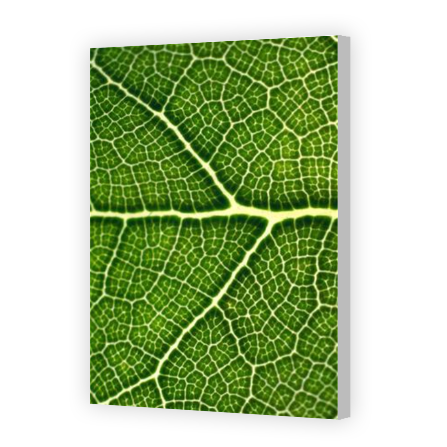 Thumbnail for Canvas - Coloured Canvas Wrap