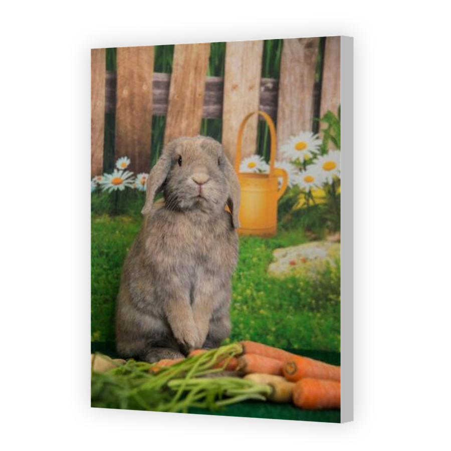 Thumbnail for Canvas - Coloured Canvas Wrap