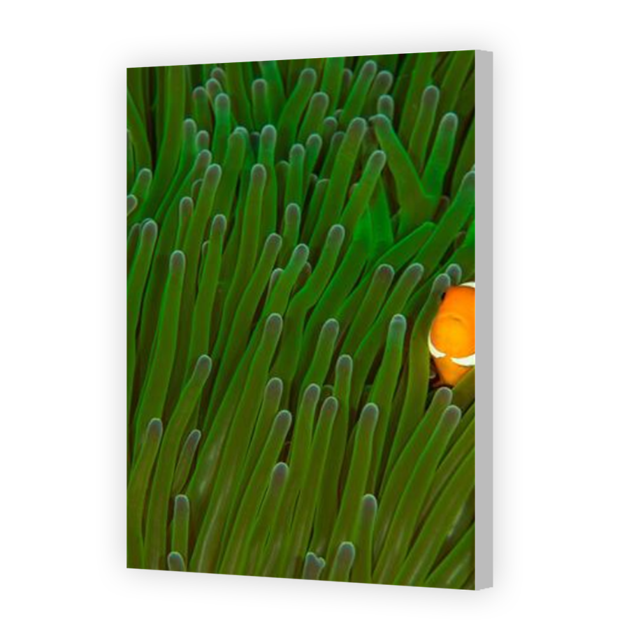 Thumbnail for Canvas - Coloured Canvas Wrap