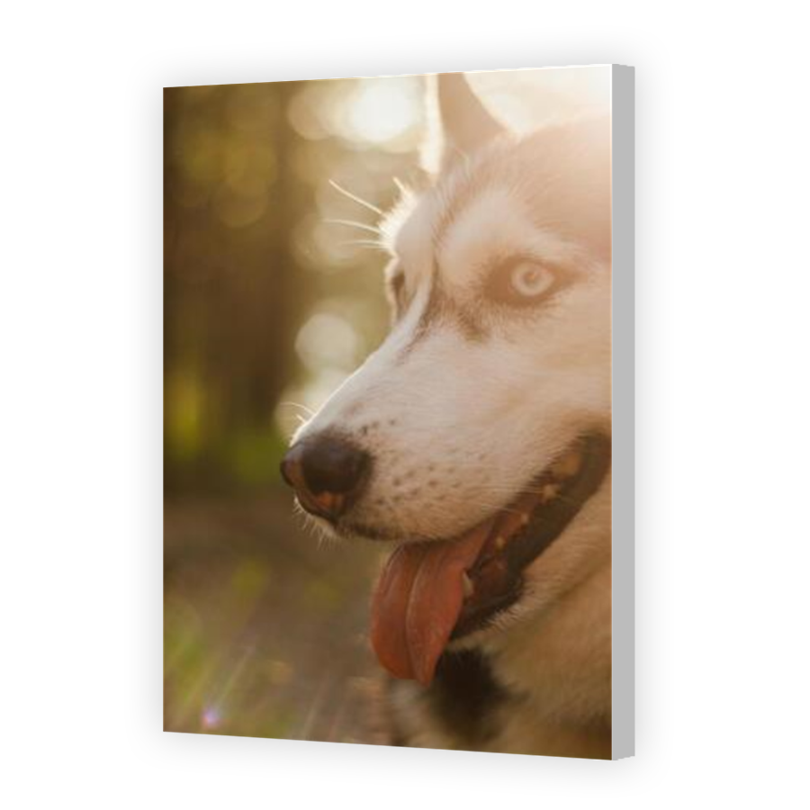 Thumbnail for Canvas - Coloured Canvas Wrap