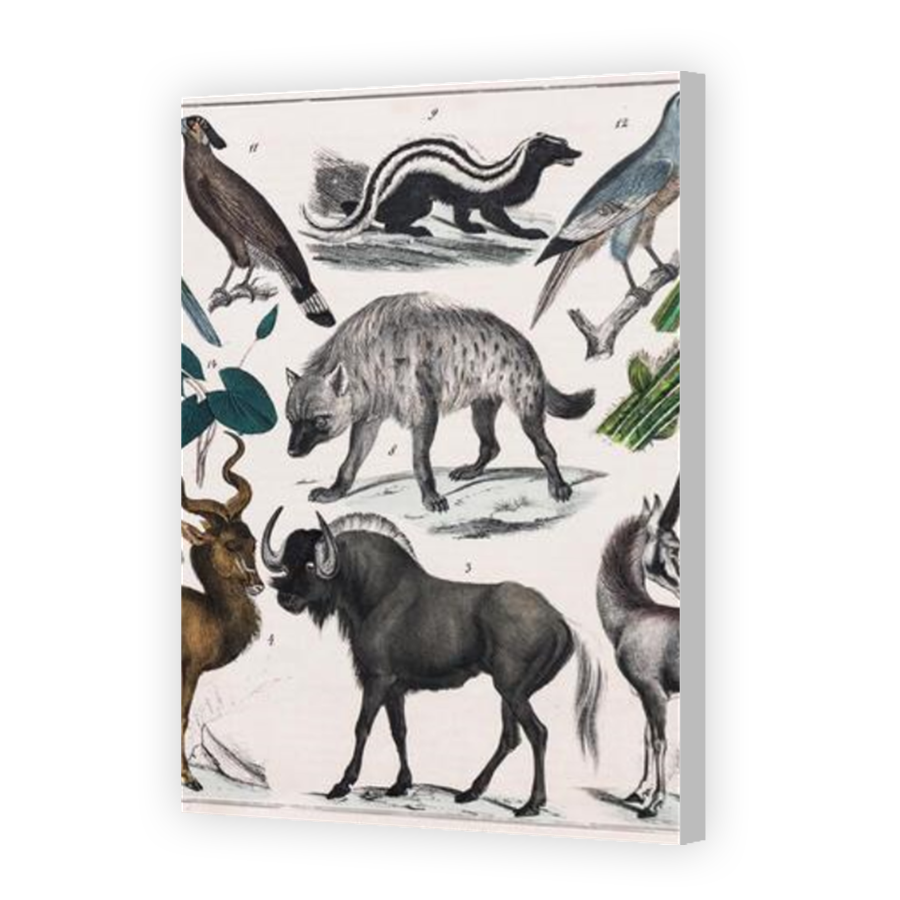 Thumbnail for Canvas - Coloured Canvas Wrap