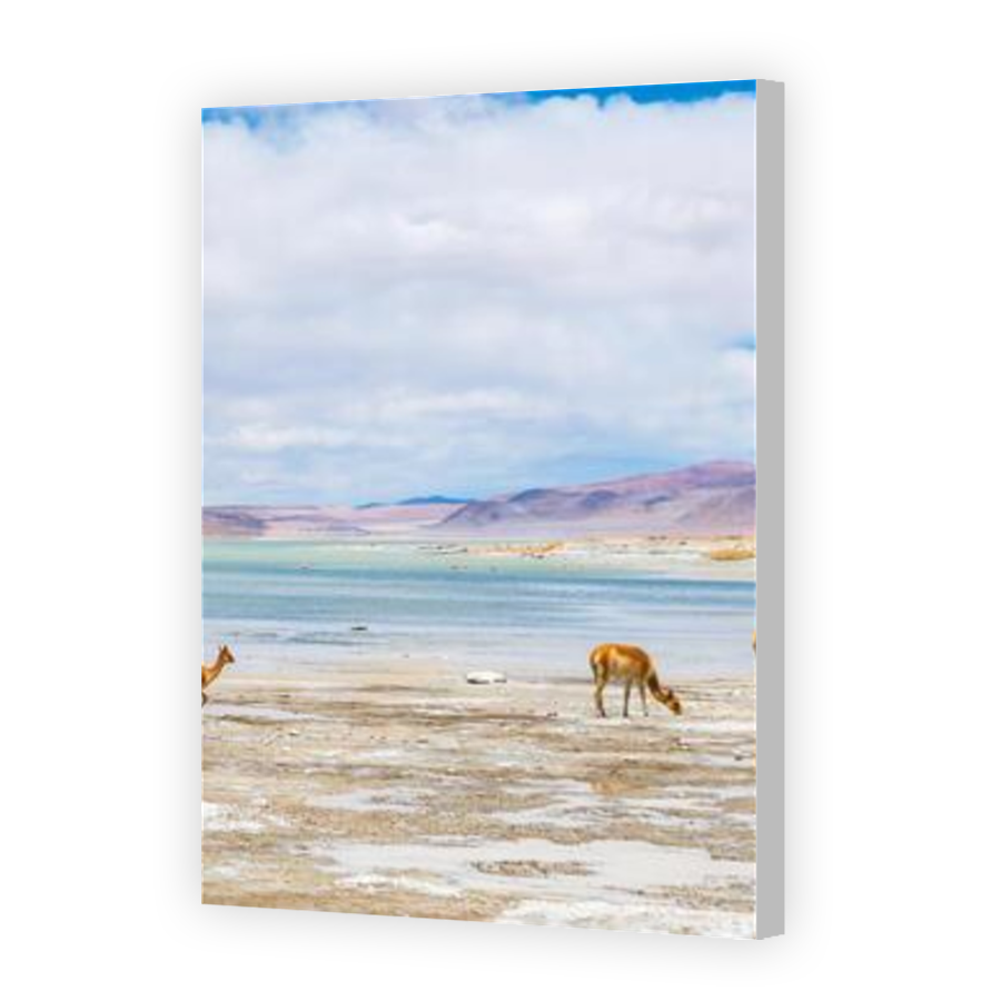 Thumbnail for Canvas - Coloured Canvas Wrap