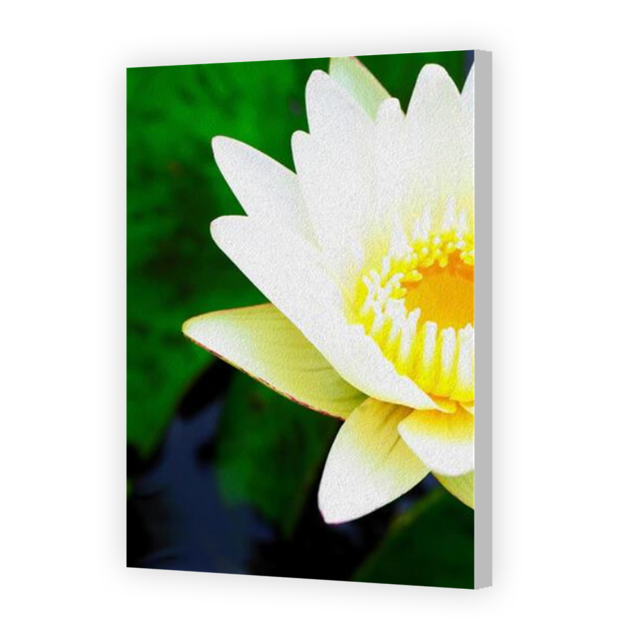 Thumbnail for Canvas - Coloured Canvas Wrap