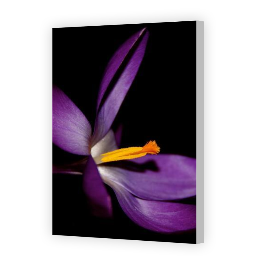 Thumbnail for Canvas - Coloured Canvas Wrap