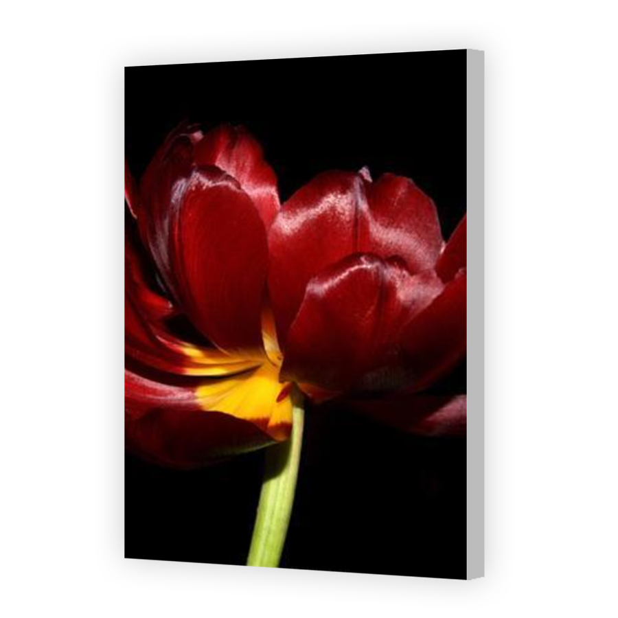 Thumbnail for Canvas - Coloured Canvas Wrap