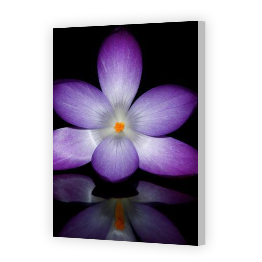 Thumbnail for Canvas - Coloured Canvas Wrap