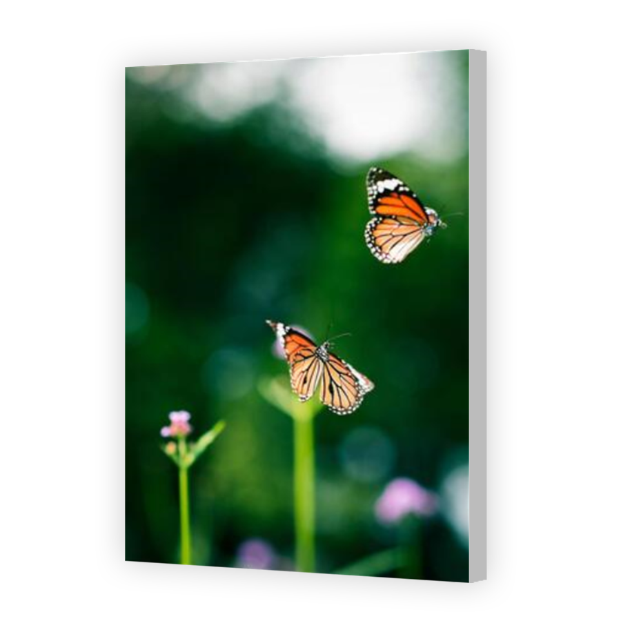 Thumbnail for Canvas - Coloured Canvas Wrap