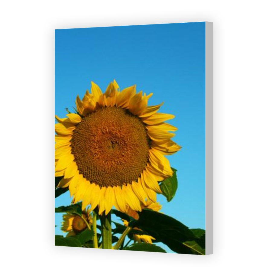 Thumbnail for Canvas - Coloured Canvas Wrap