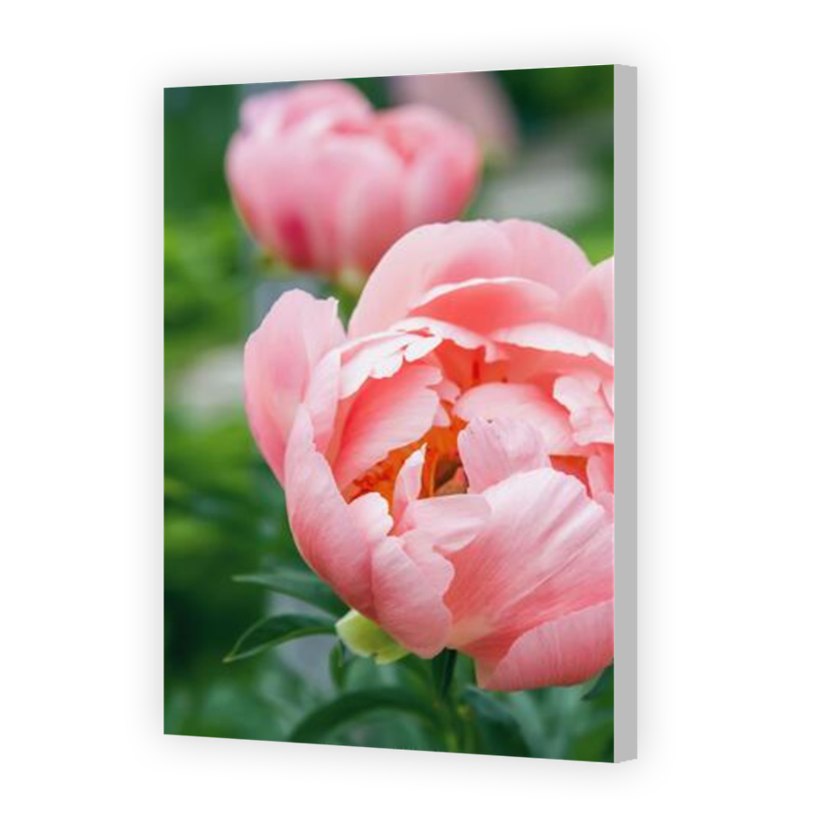 Thumbnail for Canvas - Coloured Canvas Wrap