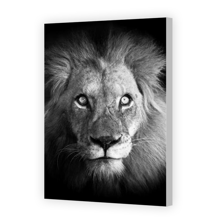 Thumbnail for Canvas - Coloured Canvas Wrap