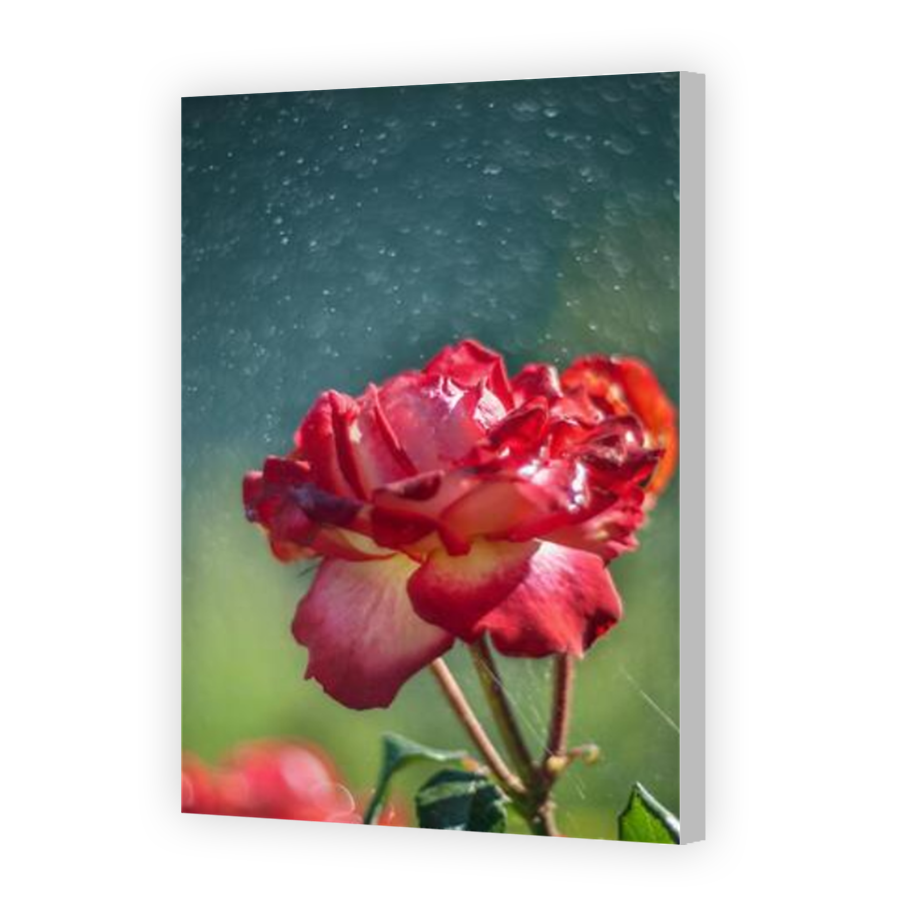Thumbnail for Canvas - Coloured Canvas Wrap
