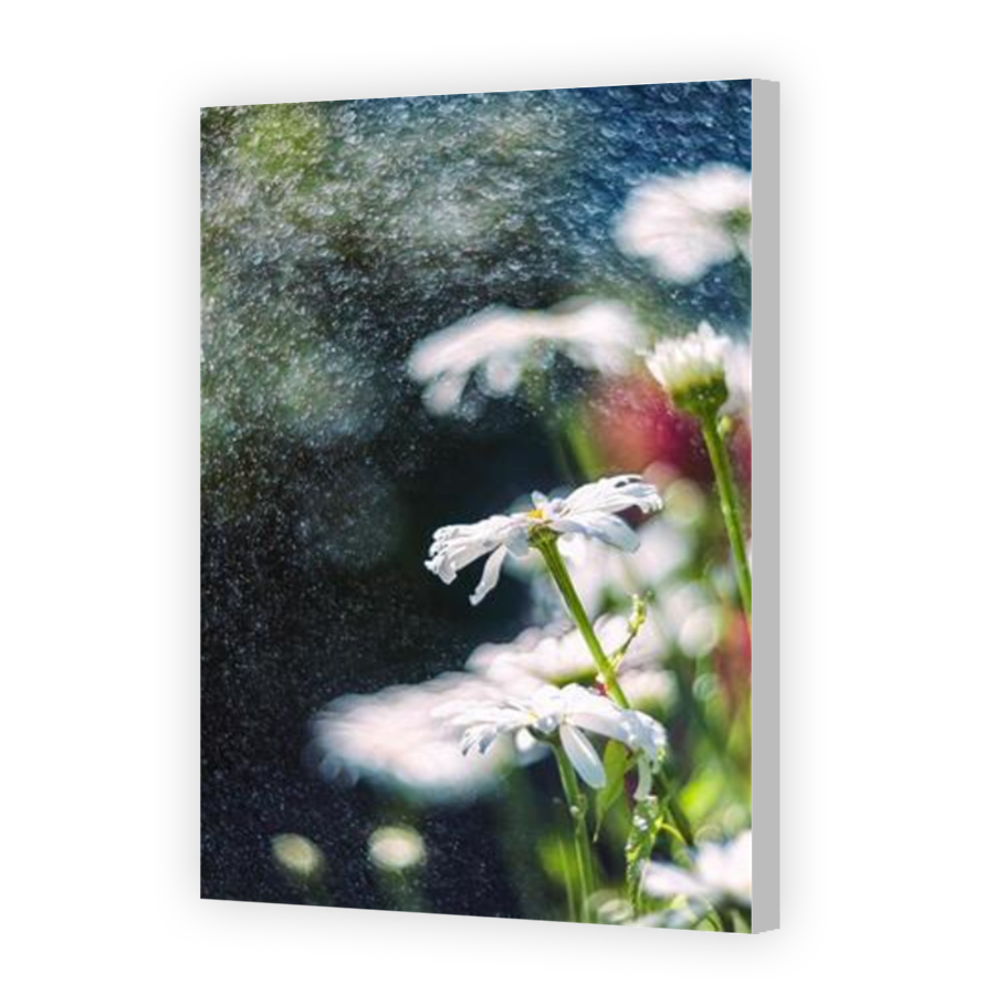 Thumbnail for Canvas - Coloured Canvas Wrap