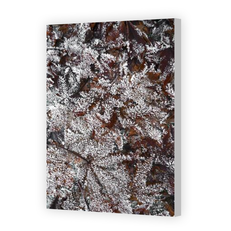 Thumbnail for Canvas - Coloured Canvas Wrap