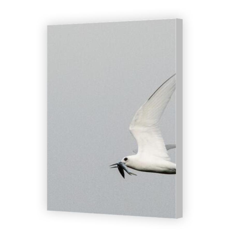 Thumbnail for Canvas - Coloured Canvas Wrap