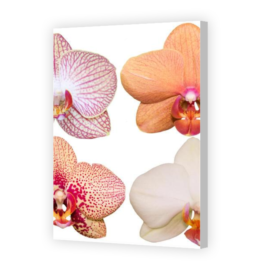 Thumbnail for Canvas - Coloured Canvas Wrap