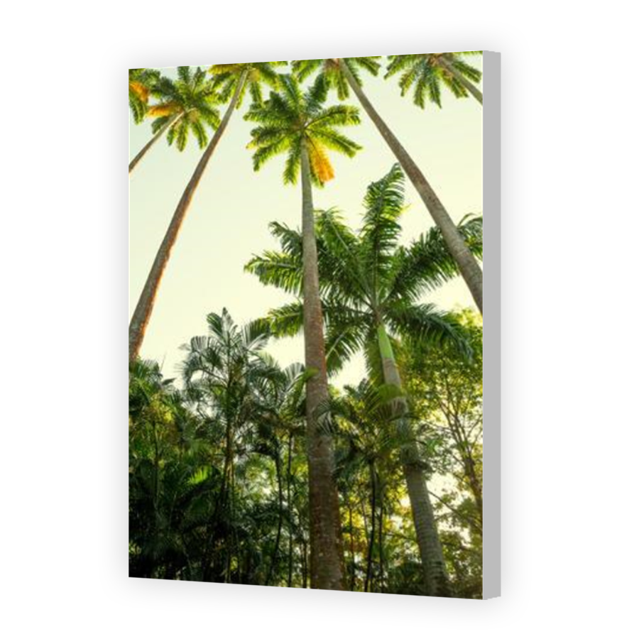 Thumbnail for Canvas - Coloured Canvas Wrap