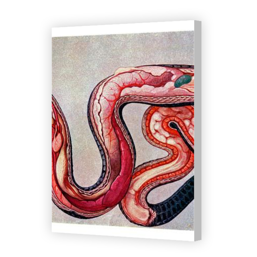 Thumbnail for Canvas - Coloured Canvas Wrap