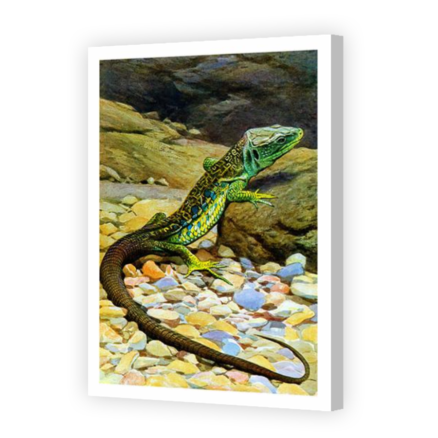 Thumbnail for Canvas - Coloured Canvas Wrap