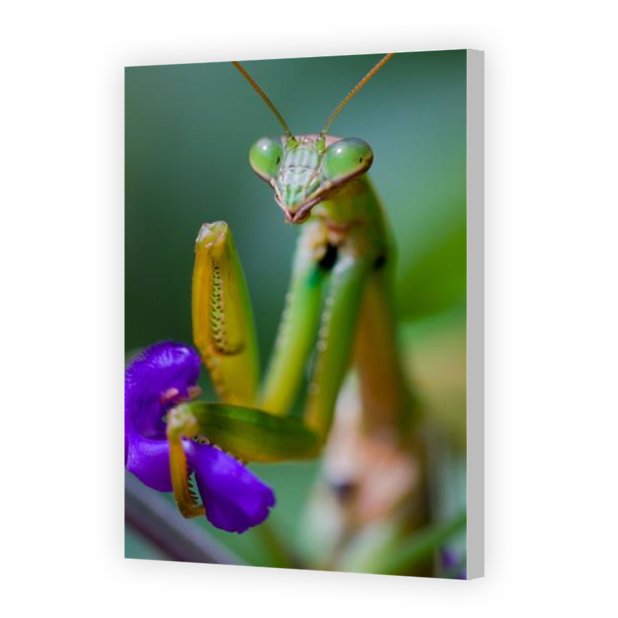 Thumbnail for Canvas - Coloured Canvas Wrap