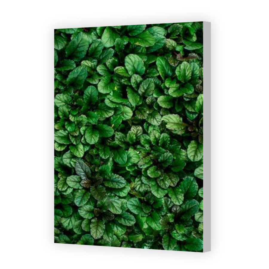 Thumbnail for Canvas - Coloured Canvas Wrap