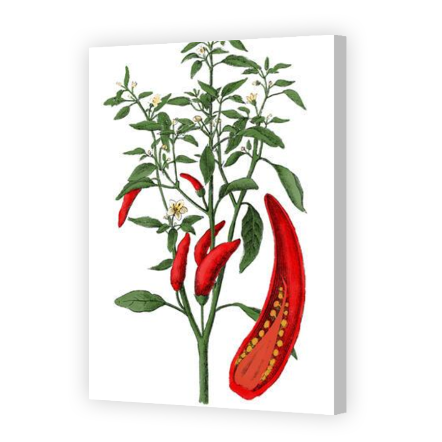 Thumbnail for Canvas - Coloured Canvas Wrap