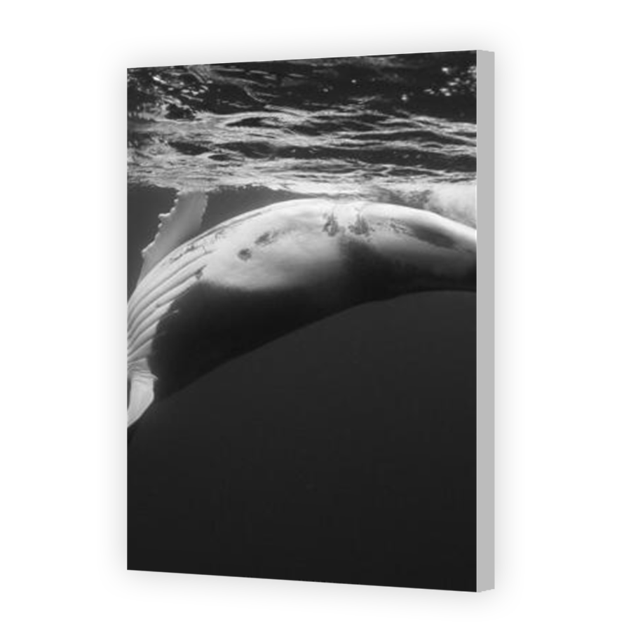 Thumbnail for Canvas - Coloured Canvas Wrap