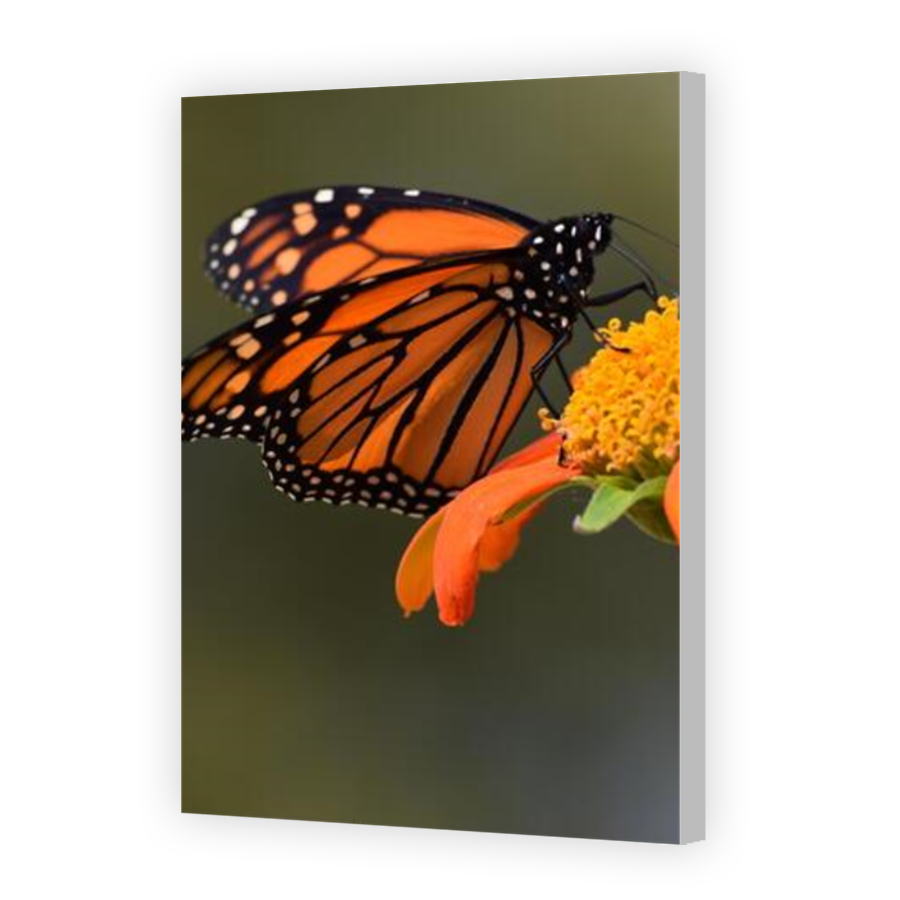 Thumbnail for Canvas - Coloured Canvas Wrap