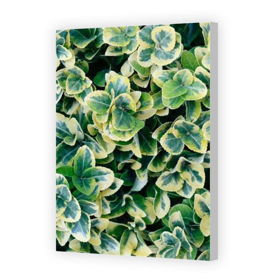 Thumbnail for Canvas - Coloured Canvas Wrap