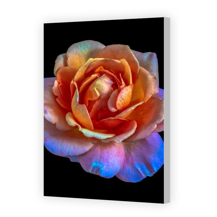 Thumbnail for Canvas - Coloured Canvas Wrap