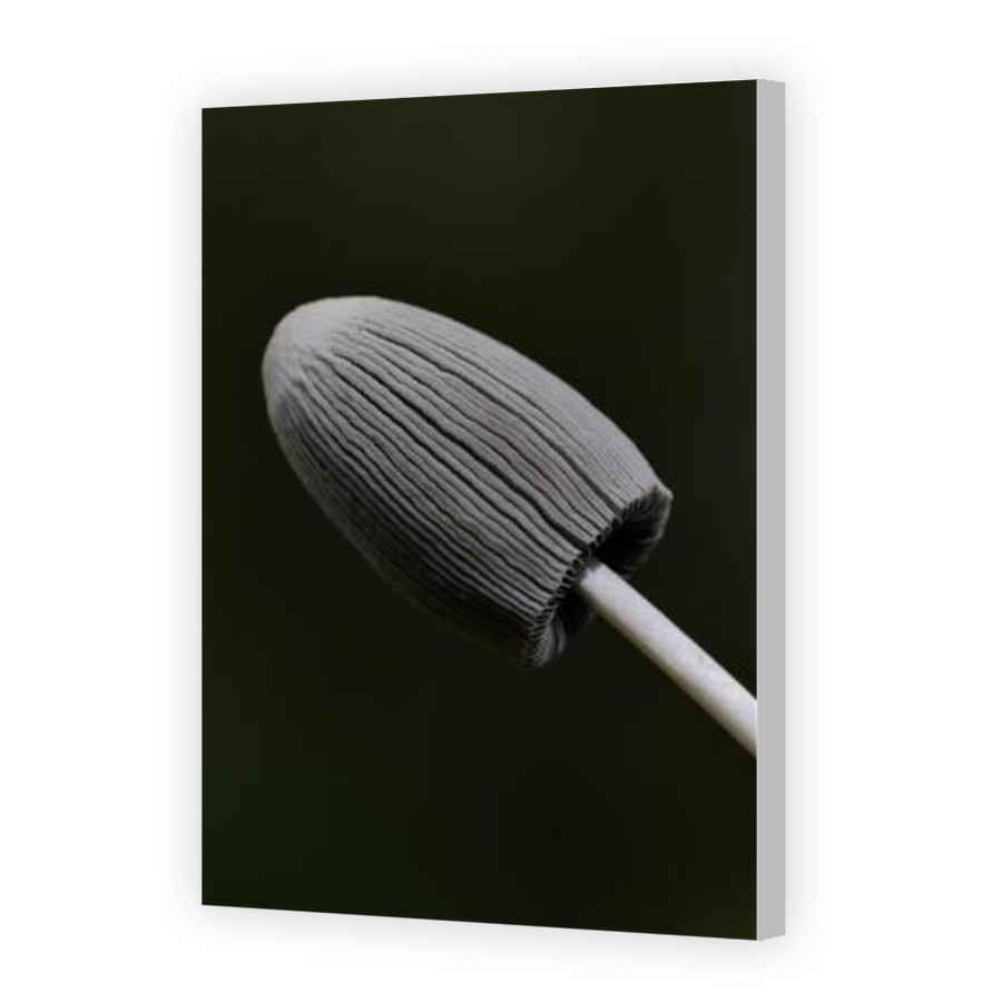 Thumbnail for Canvas - Coloured Canvas Wrap