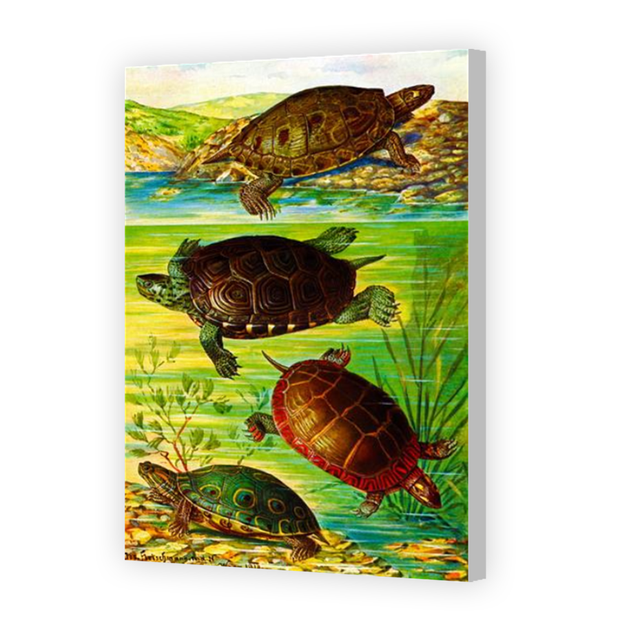 Thumbnail for Canvas - Coloured Canvas Wrap
