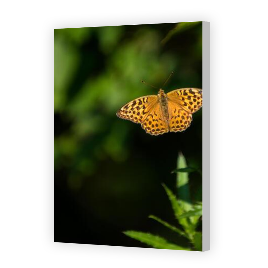 Thumbnail for Canvas - Coloured Canvas Wrap