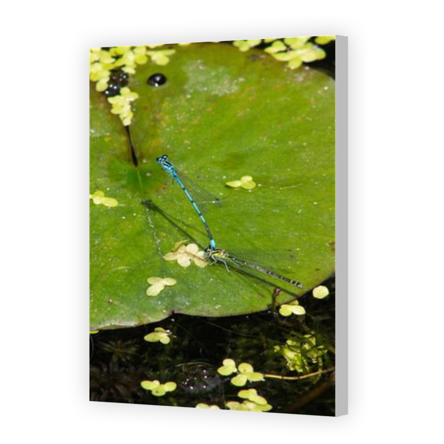 Thumbnail for Canvas - Coloured Canvas Wrap