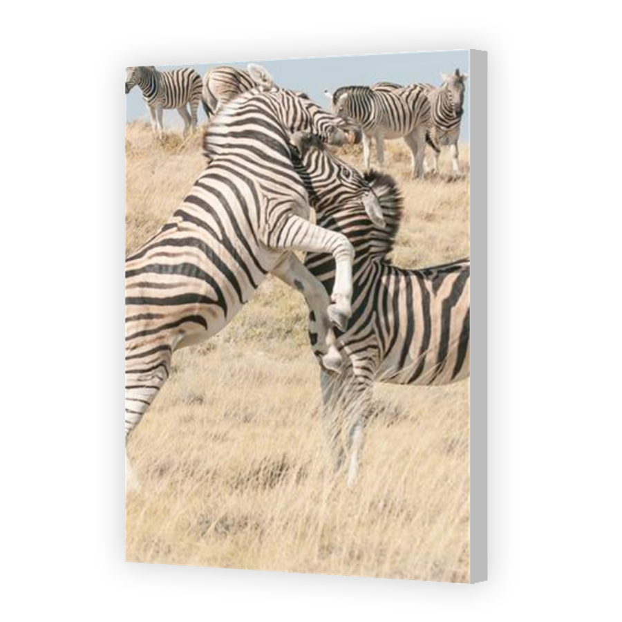 Thumbnail for Canvas - Coloured Canvas Wrap