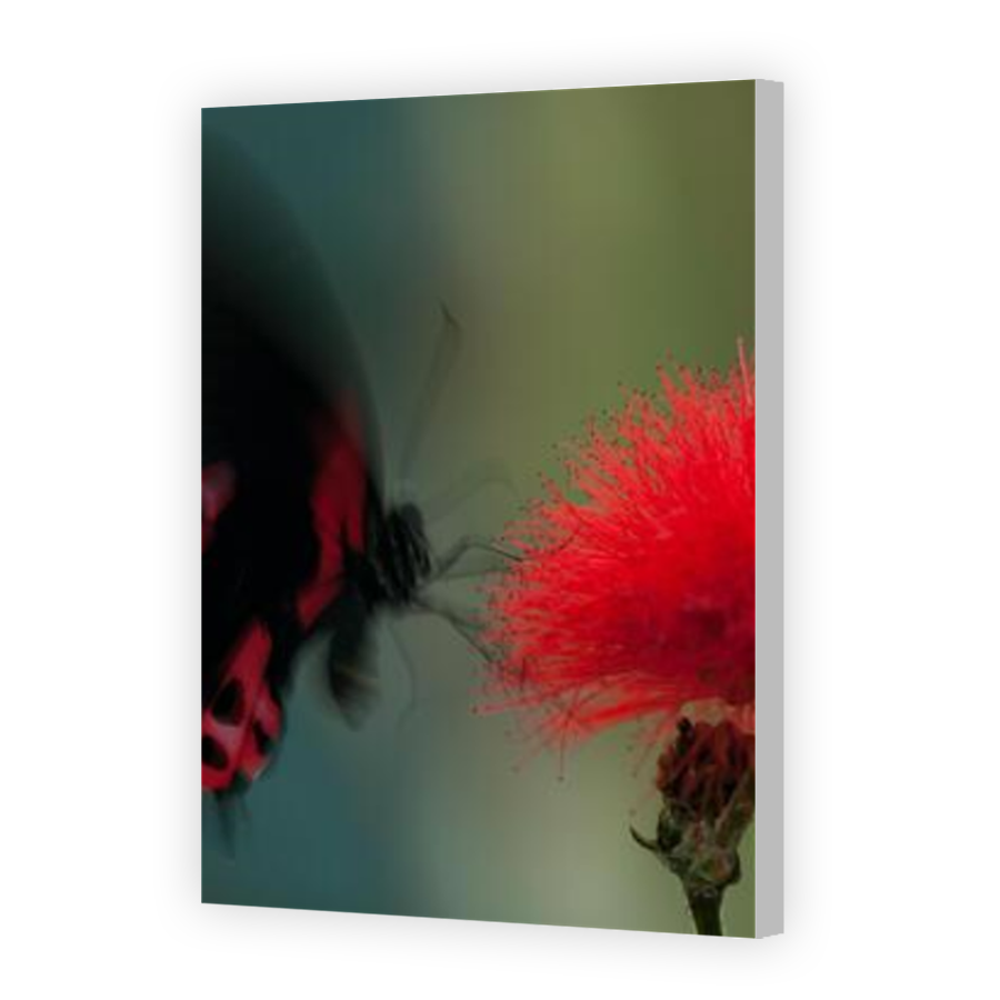 Thumbnail for Canvas - Coloured Canvas Wrap