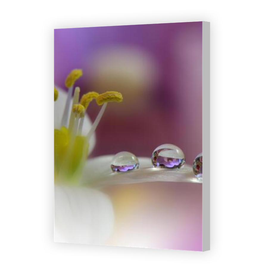 Thumbnail for Canvas - Coloured Canvas Wrap