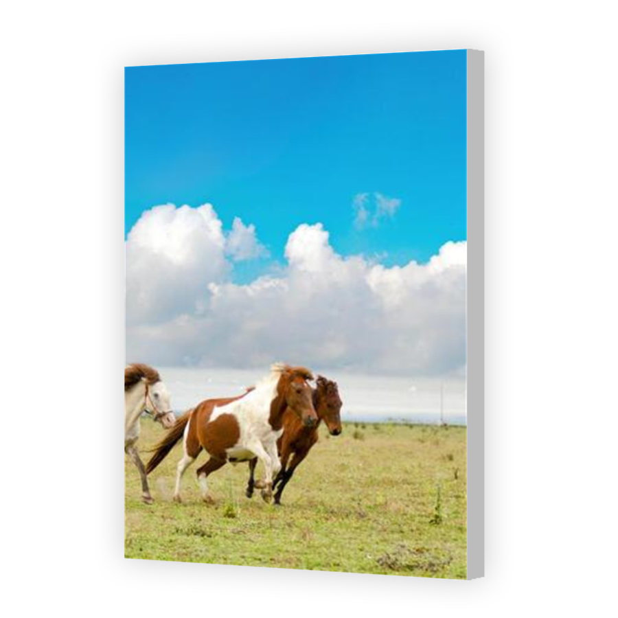 Thumbnail for Canvas - Coloured Canvas Wrap