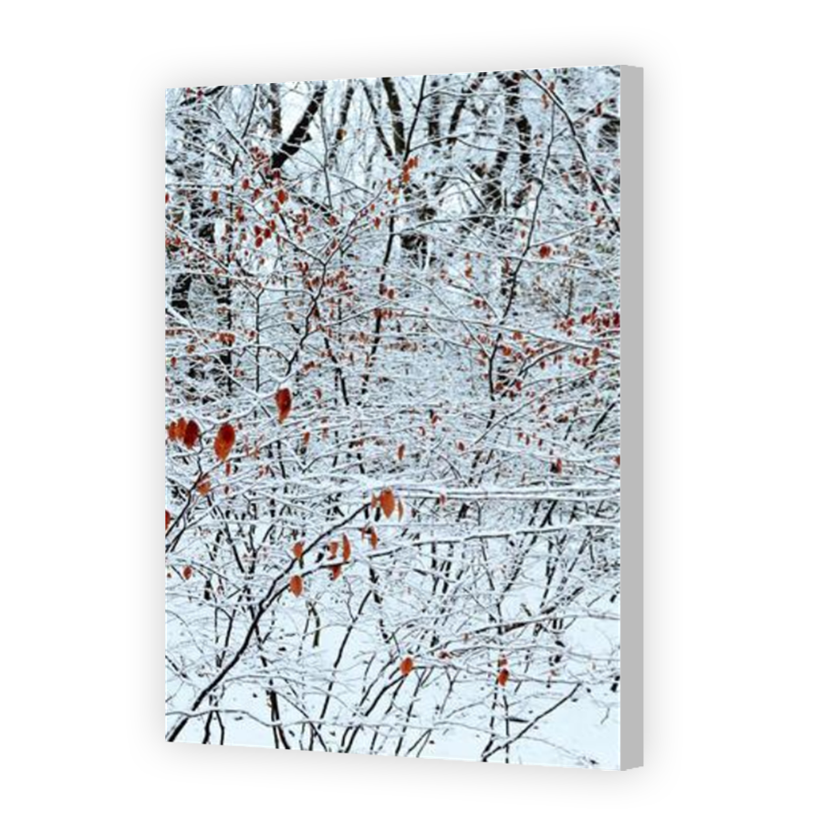 Thumbnail for Canvas - Coloured Canvas Wrap