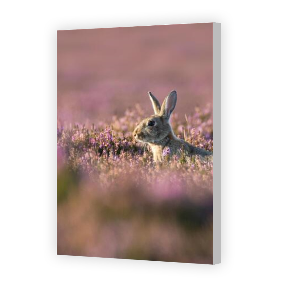 Thumbnail for Canvas - Coloured Canvas Wrap