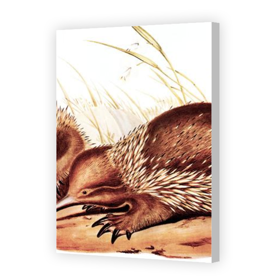 Thumbnail for Canvas - Coloured Canvas Wrap