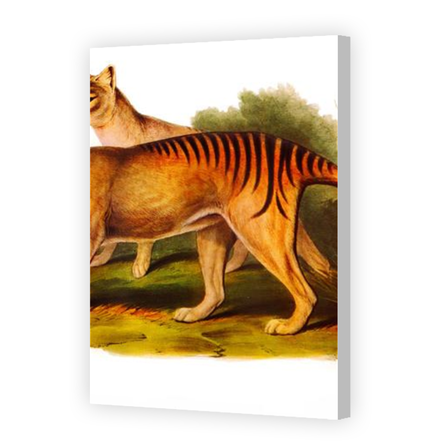 Thumbnail for Canvas - Coloured Canvas Wrap