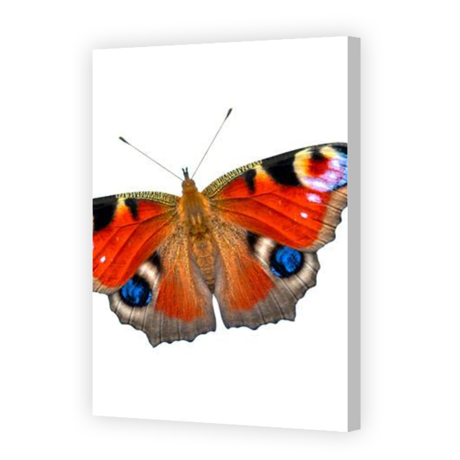 Thumbnail for Canvas - Coloured Canvas Wrap