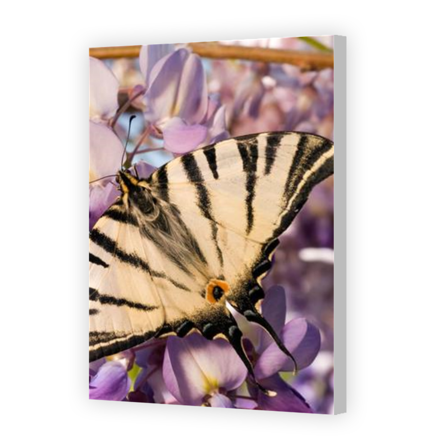 Thumbnail for Canvas - Coloured Canvas Wrap