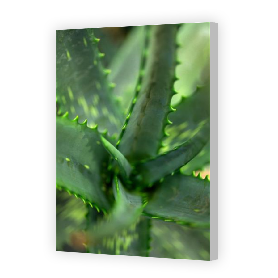 Thumbnail for Canvas - Coloured Canvas Wrap