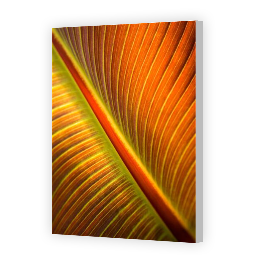 Thumbnail for Canvas - Coloured Canvas Wrap