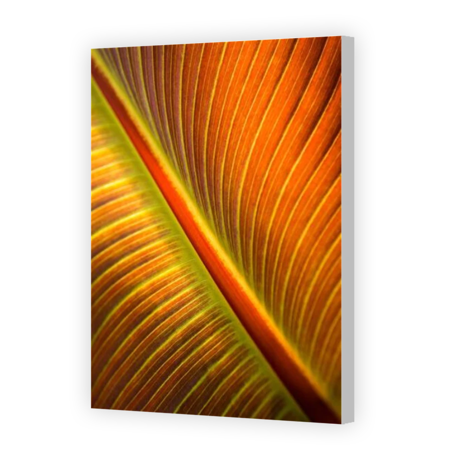 Thumbnail for Canvas - Coloured Canvas Wrap