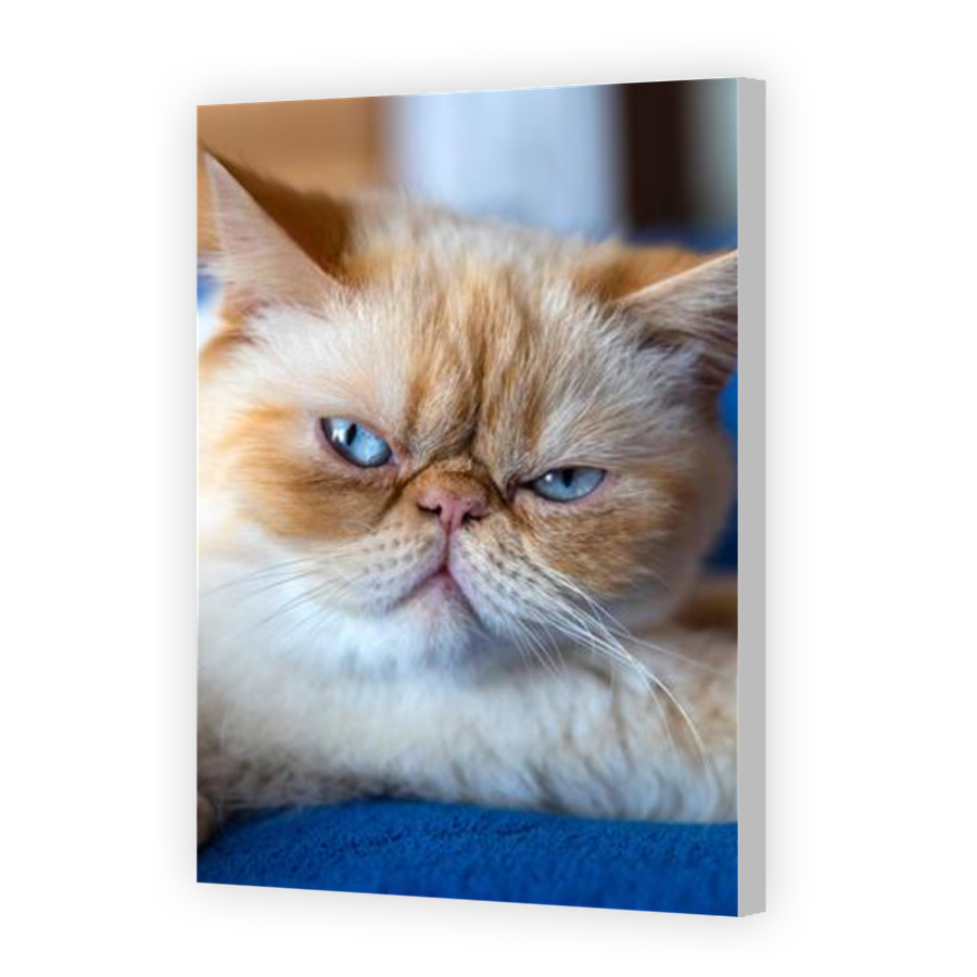 Thumbnail for Canvas - Coloured Canvas Wrap