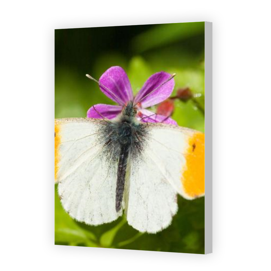 Thumbnail for Canvas - Coloured Canvas Wrap